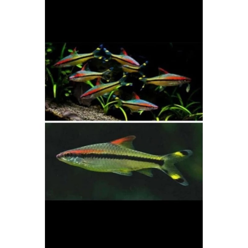 Puntius Denisoni Ikan Dewa Termurah Terlaris