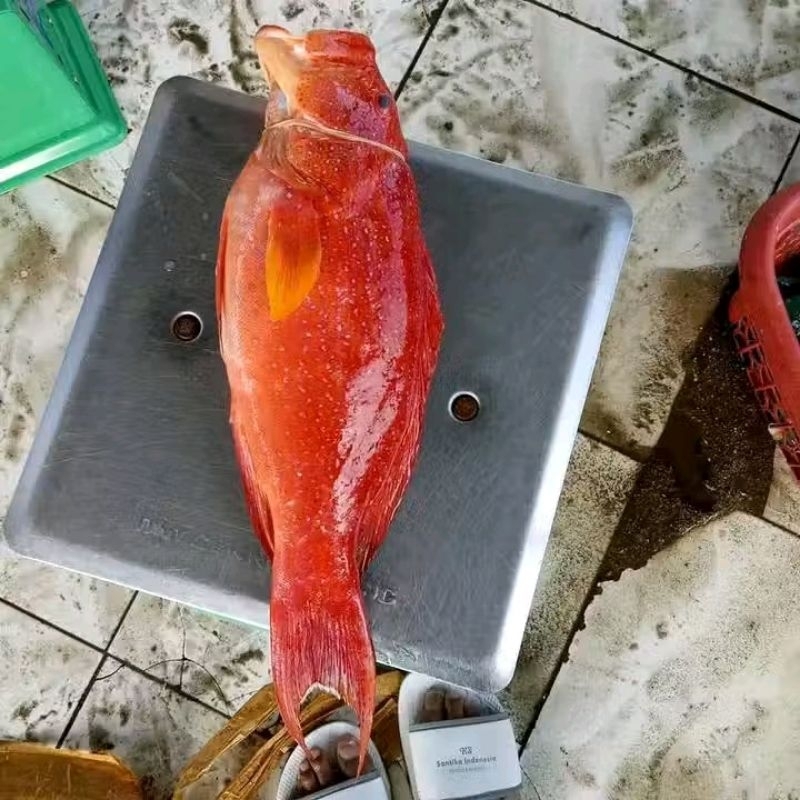 

Ikan kerapu lody Ikan sunu Ikan sefood hasil laut segar 1kg