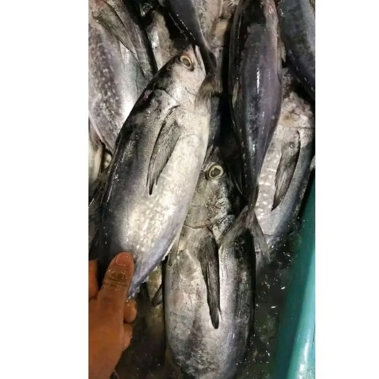 

Ikan Tongkol Abu abu Ikan tongkol hasil laut segar 1kg