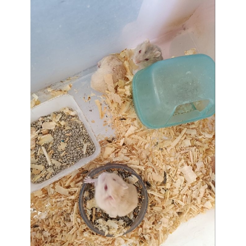 1 Hamster Golden  indukan