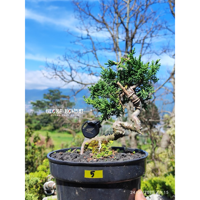 Bonsai Kishu Pingpong - Sudah liukan