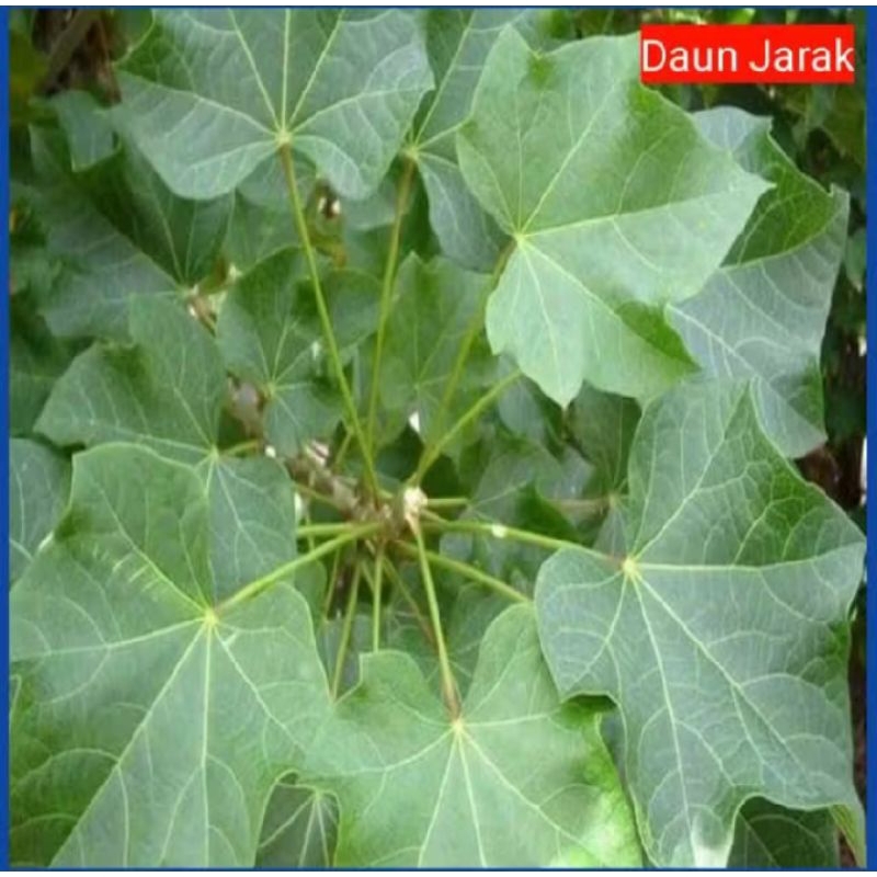 BIBIT DAUN JARAK, BIBIT TANAMAN JARAK, JARAK BIJI, TANAMAN JARAK, JARAK HERBAL, JARAK