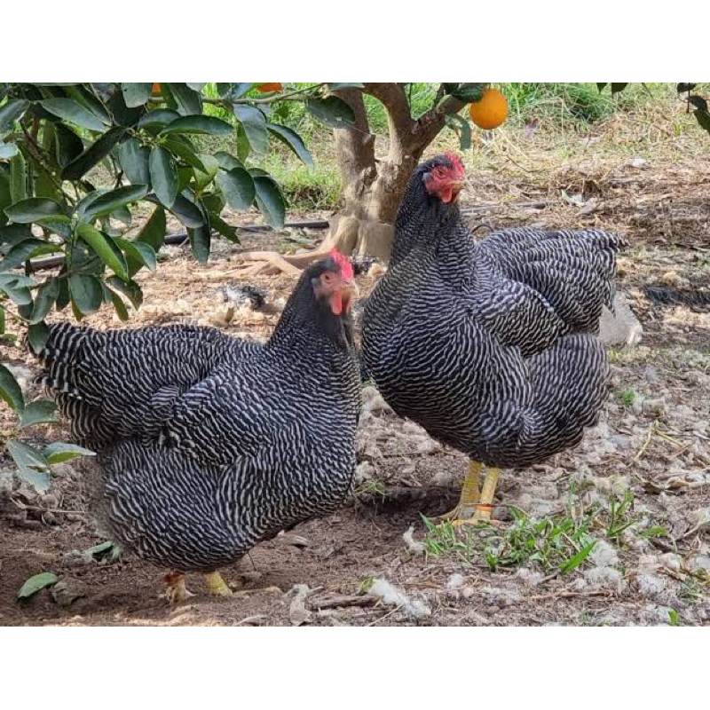 

TELUR FERTIL AYAM BARRED ROCK UNTUK DI TETASKAN