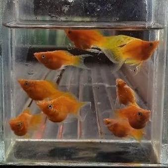 Ikan Molly Balon Sunkist Cawang