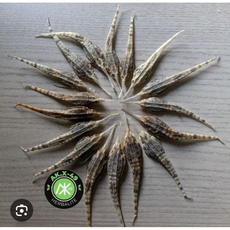 

BURUNG LAUT SUPER KHASIAT SAMA DENGAN NAGA LAUT