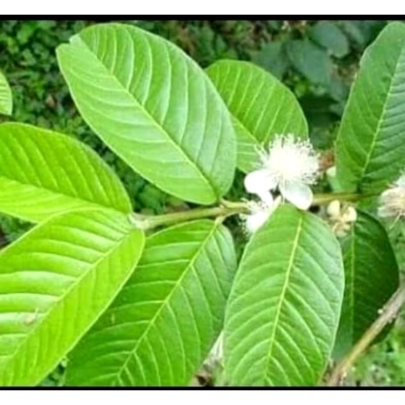 

Daun Jambu Biji Segar Per Helai di petik ketika ada orderan menjaga kesegaran daun