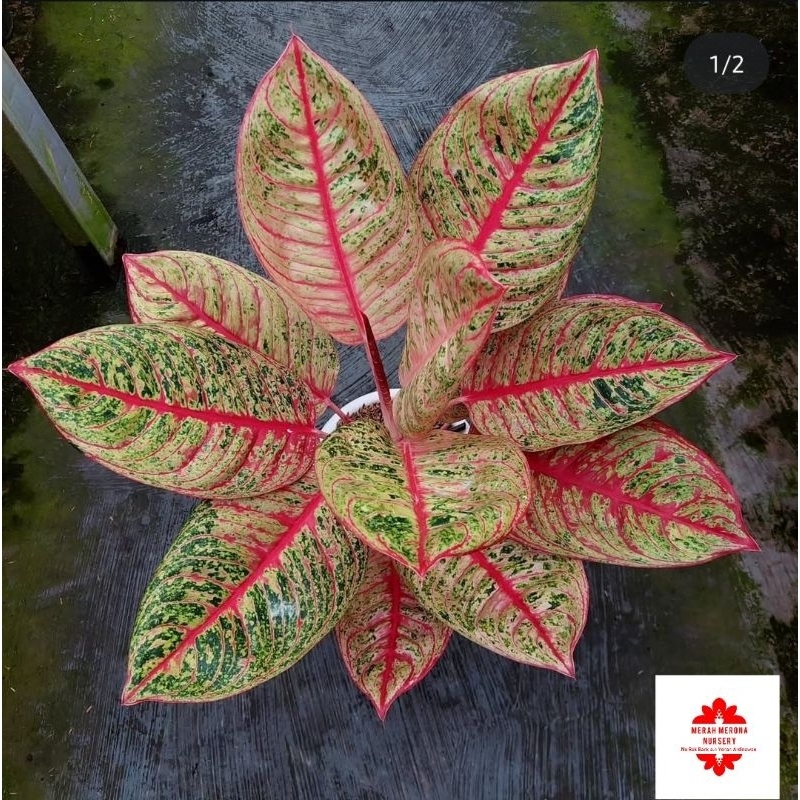 Aglonema Diana - tanaman hias aglonema diana cantik murah