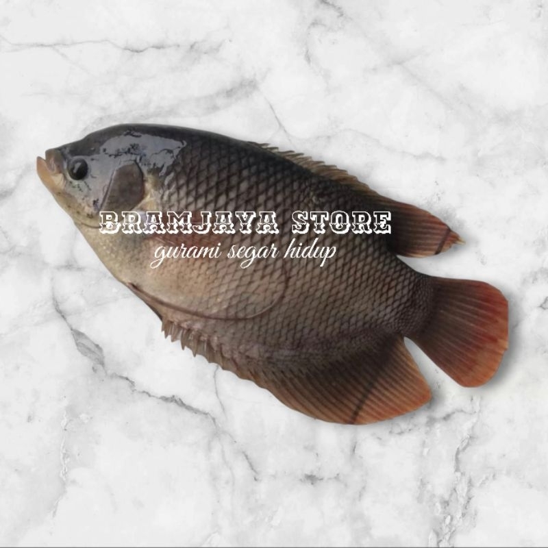 

Ikan Gurami Segar Hidup DiBersihkan