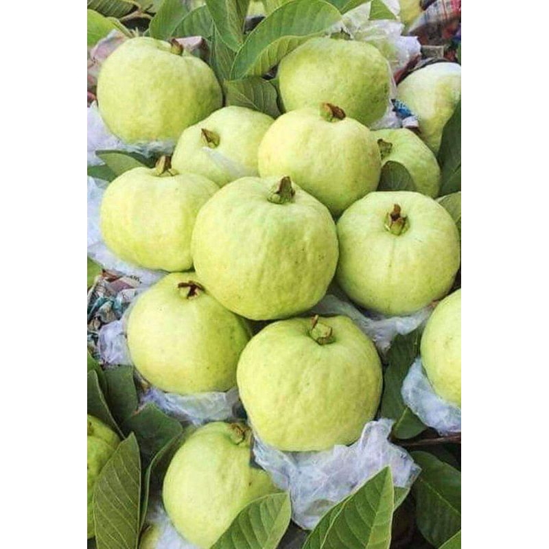 

Jambu cristal lokal