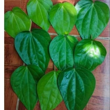 

Daun sirih segar temu ros e / daun sirih herbal segar di petik langsung saat pemesanan