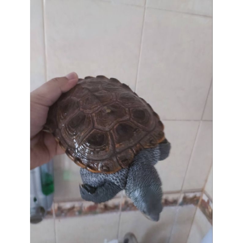 Diamondback terrapin DBT Centrata kurakura air