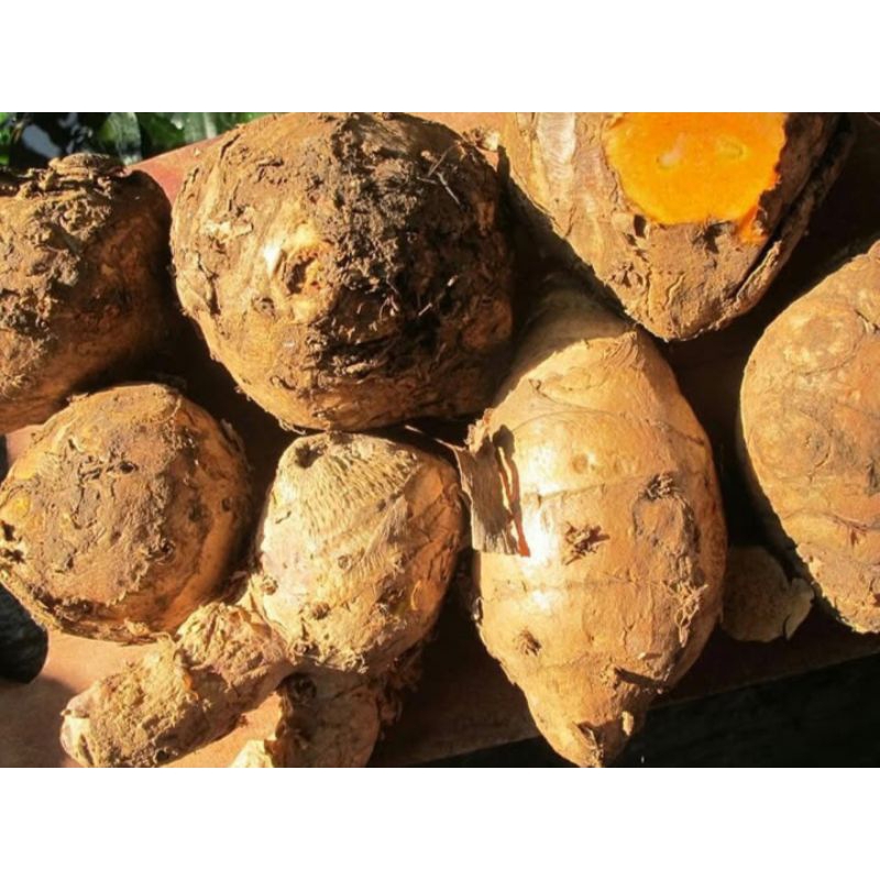 

Temulawak segar Alami Rempah Rimpang 1 Kilo Kaya Manfaat