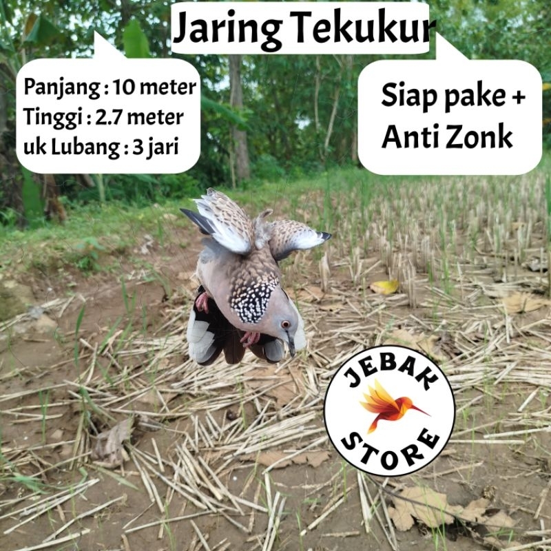 JARING BURUNG TEKUKUR JARING BURUNG DERKUKU JARING BURUNG DEKUKU JALA PIKAT BURUNG TEKUKUR KLANTAN J