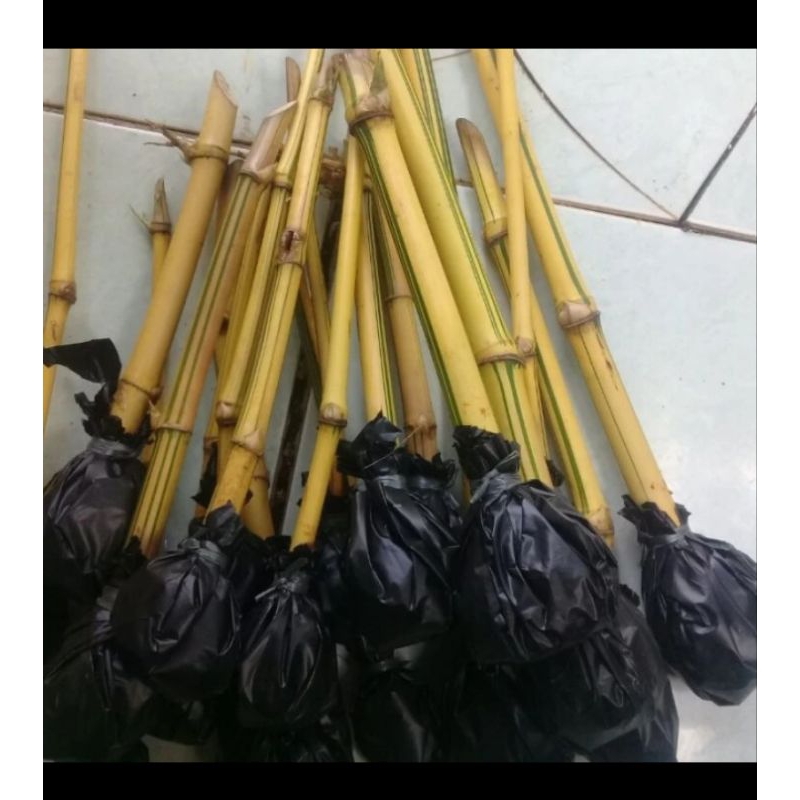 Bambu kuning mini - Bambu kuning penangkal gaib