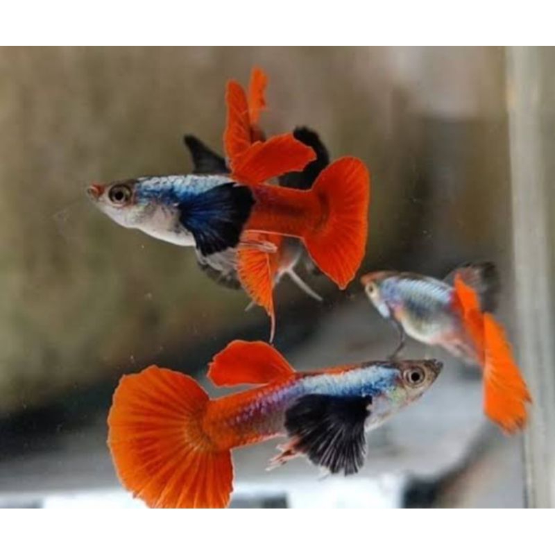 

stiker prtde 3 pair 50k