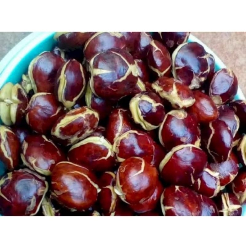 

Jengkol Tua Kupas/Jengkol Lalapan