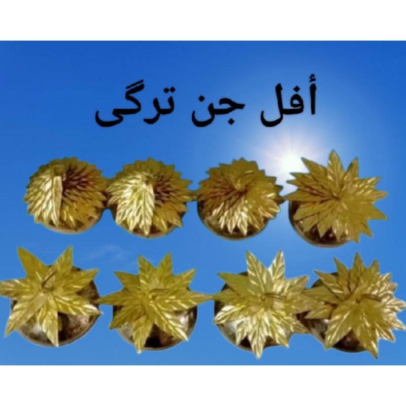 APEL JIN TURKI ORIGINAL
