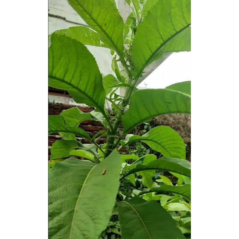 

JUAL DAUN SEMBUNG SEGAR 500GRAM