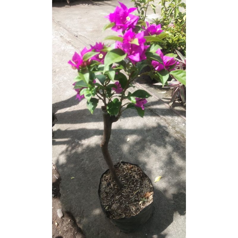 bougenville ekor musang ungu