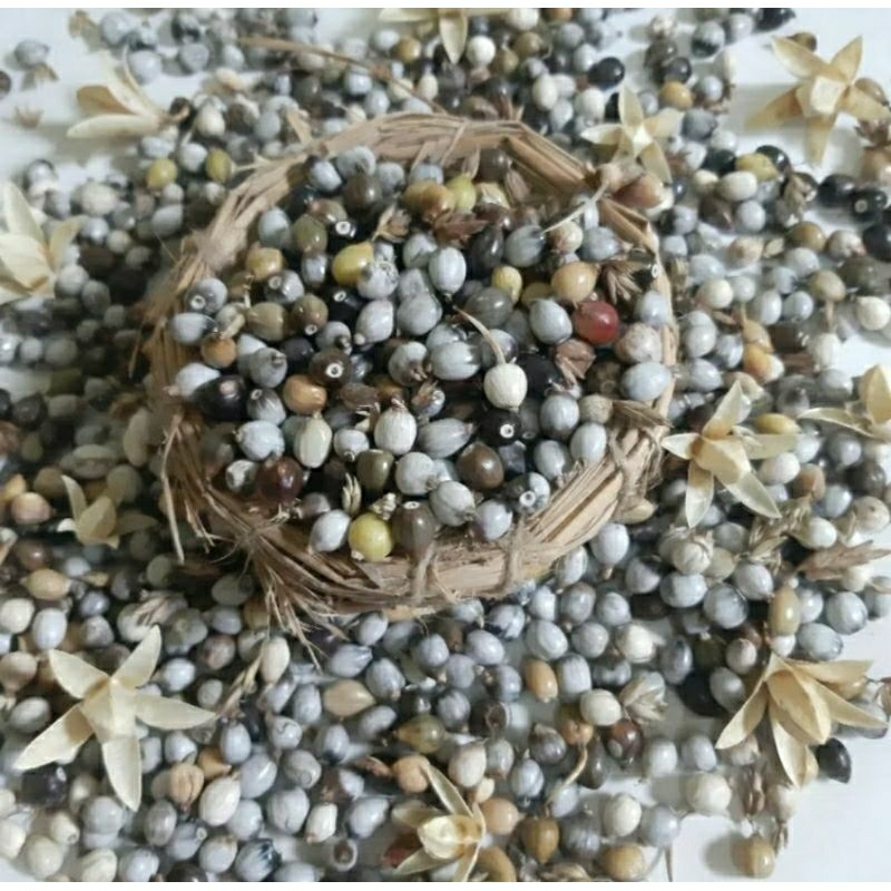 

Biji jali-jali 5 Kg