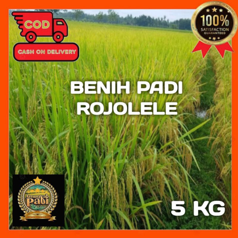 BENIH PADI SUPER UNGGUL ROJOLELE BERKUALITAS KEMASAN 5 KG