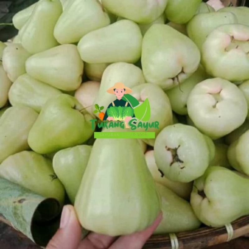 

Jambu Air Madu Hijau