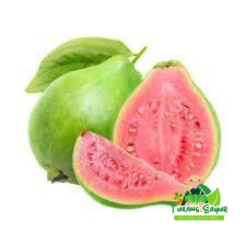 

Jambu Biji Merah Per Kilo