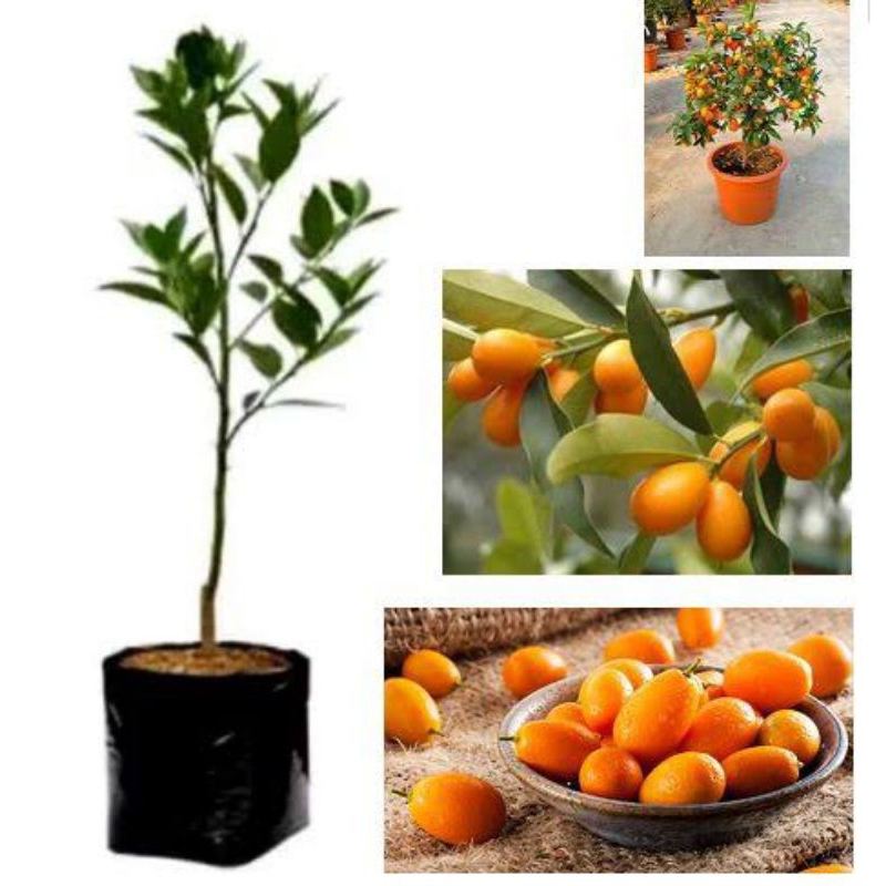 jual bibit jeruk nagami siap berbuah || tanaman buah jeruk nagami
