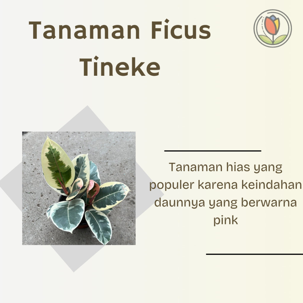 Ficus Tineke | Tanaman Hias | Tanaman Ficus Tineke | Ficus Elastica Tineke