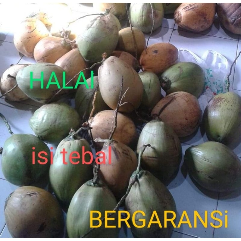 

kopyor alami uk35-39cm bergaransi