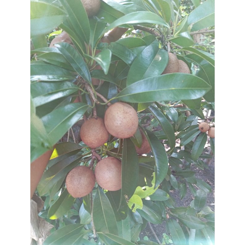 

PROMO!!! Herbal Paket 3 Buah Sawo Muda untuk Herbal Vertigo dll Atasi berbagai Macam Penyakit Sawo Muda Sawo Manila Fresh Sawo Organik