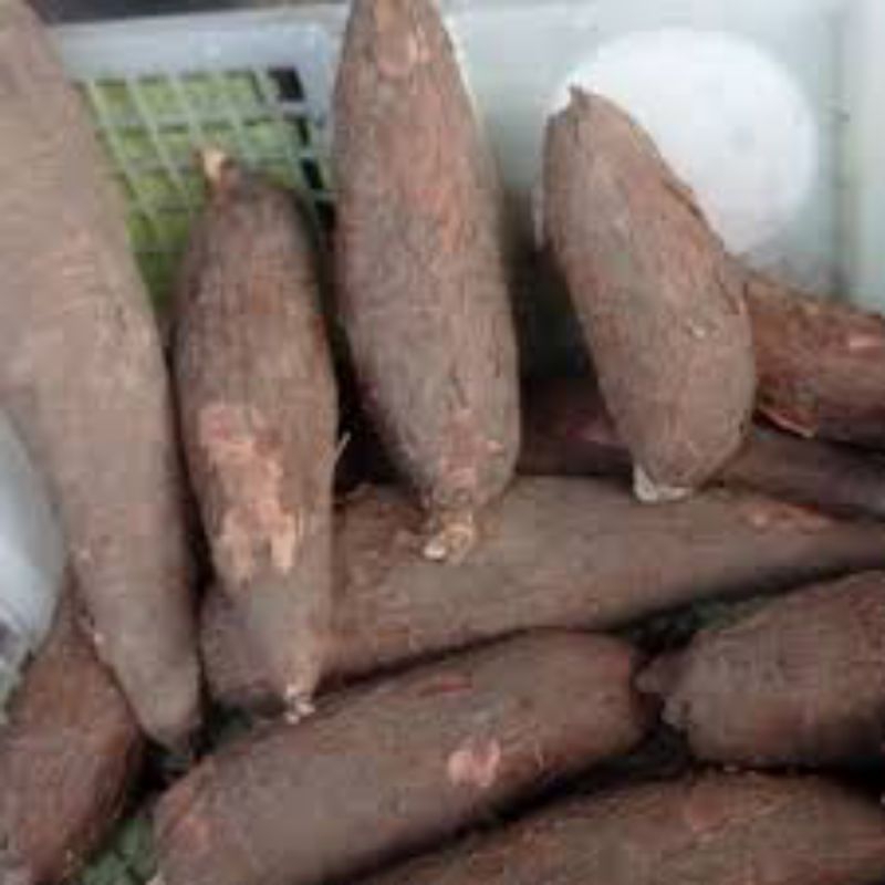 

Ubi Kayu