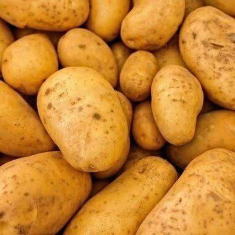 

Kentang Dieng 1 Kg Free Ongkir