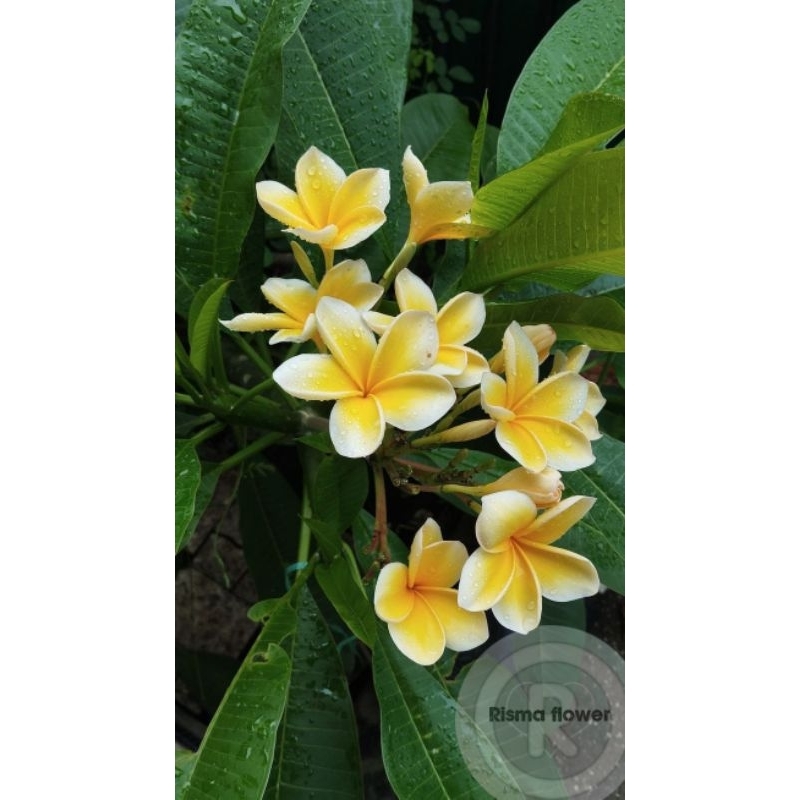 POHON BUNGA KAMBOJA BALI KUNING ( STEK BATANG BARU ) TANAMAN KAMBOJA BALI BUNGA KUNING