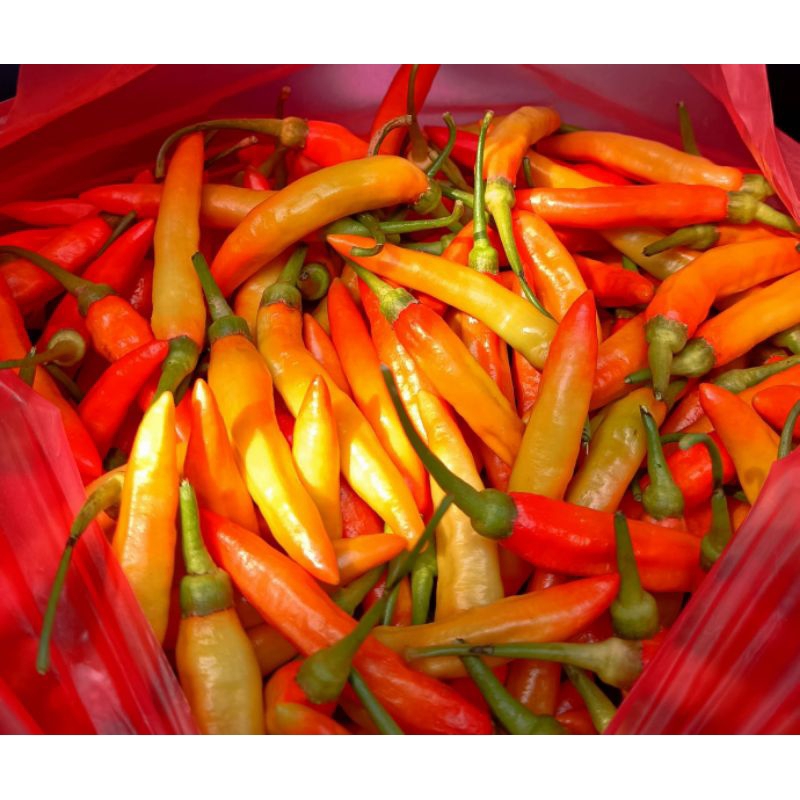 

BANTING HARGA...!!! BURUAN CO SEKARANG. CABE RAWIT MERAH | CABE ASMARA | CABE SEGAR | 500 GR LANGSUNG DARI LAHAN PERTANIAN.