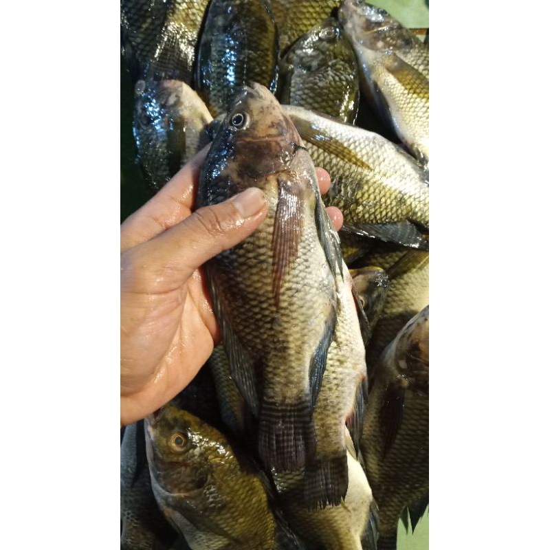 

Ikan Mujair Segar Harian