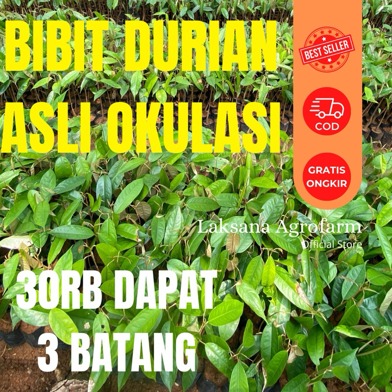 DAPAT 3 BATANG BIBIT DURIAN MUSANG KING BAWOR DURI HITAM SUPER TEMBAGA, DLL. MEDIA TANAM UTUH