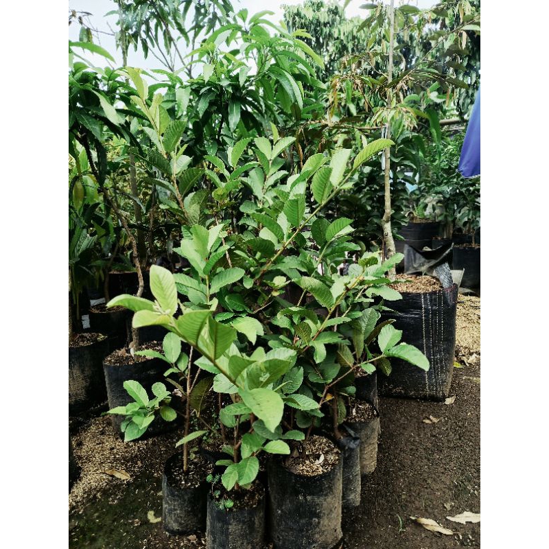 

jambukristalputih