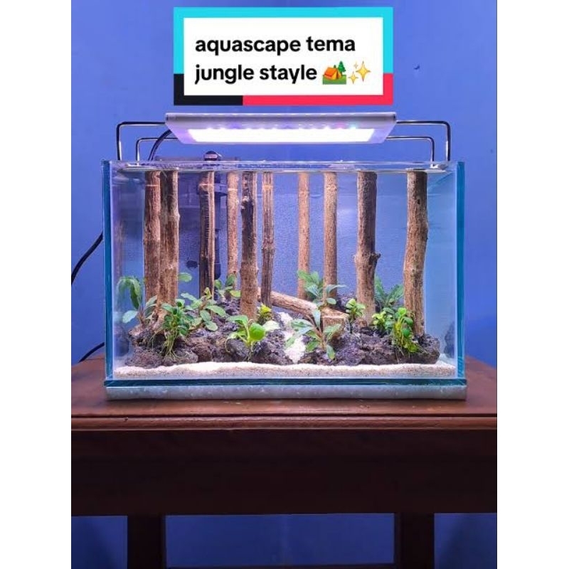 Kayu Rasamala Aquascape Tegak Lurus Tema Jungle