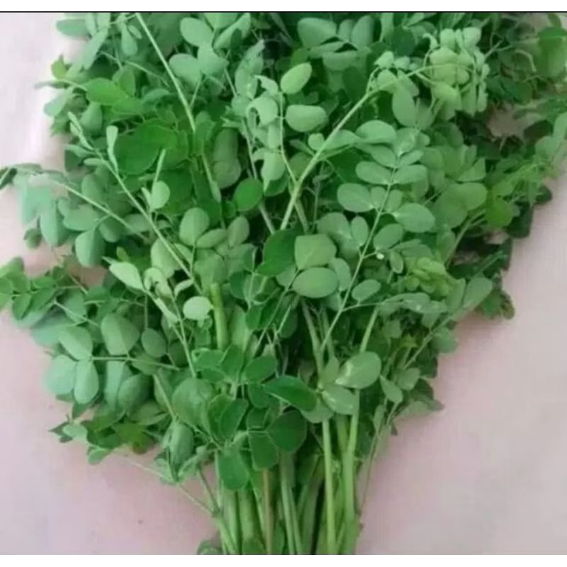 

daun kelor segar dadakan dan fresh 200 gram di petik bila ada pesanan masuk
