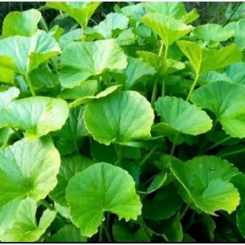 

Daun pegagan segar/Daun antanan fresh 100gram