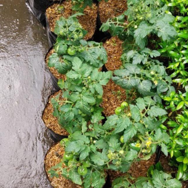 Tanaman Tomat / Tomat cery / TOMAT cherry