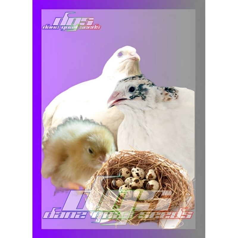 

Telur Puyuh Tetas Final Stock Albino mata merah (11gr)