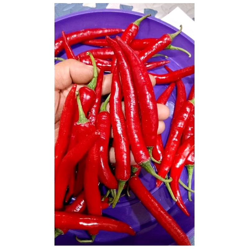 

CABE MERAH TW FRESH 1KG