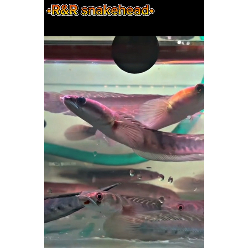 chana ys batik progresan size 12-15 cm