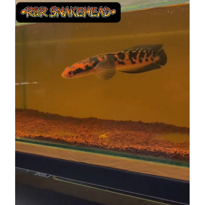 chana YS progresan sz 15-20 cm