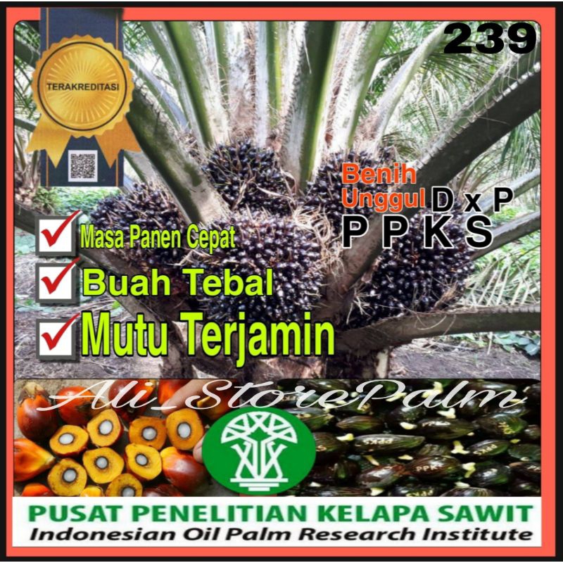 Benih kecambah kelapa sawit pelepah pendek