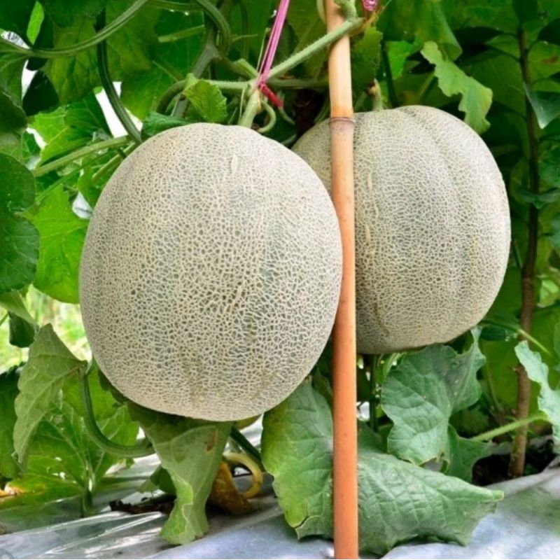 Benih Melon Madu F1 15 Butir