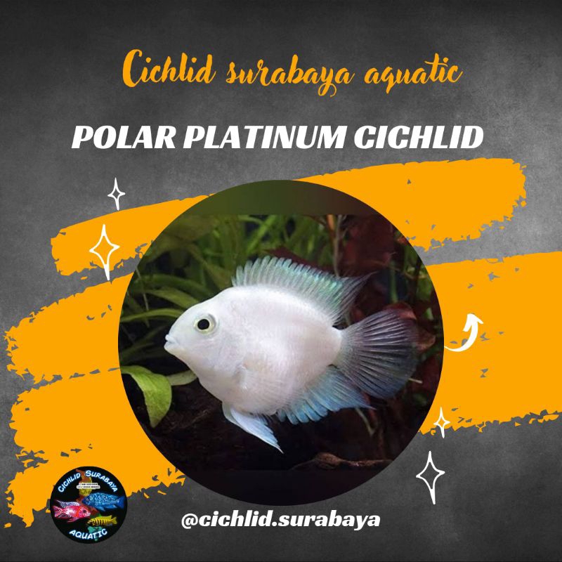 Polar blue parrot | polar platinum cichlid