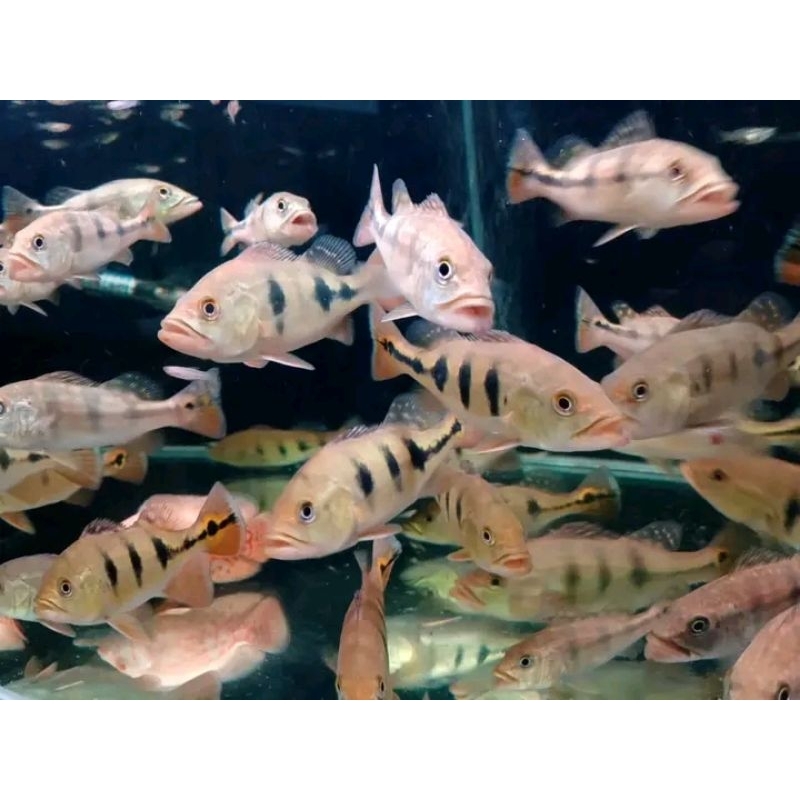 Pbass Mono good Marking Size 14-15cm garansi cod hiasan aquarium termurah